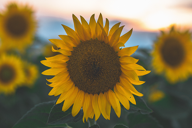 Tournesols - Code promo Enercoop