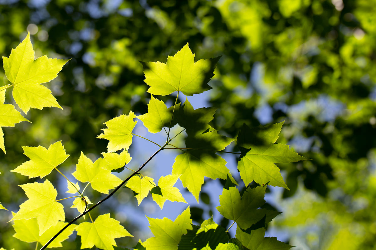 Souscrire GreenYellow