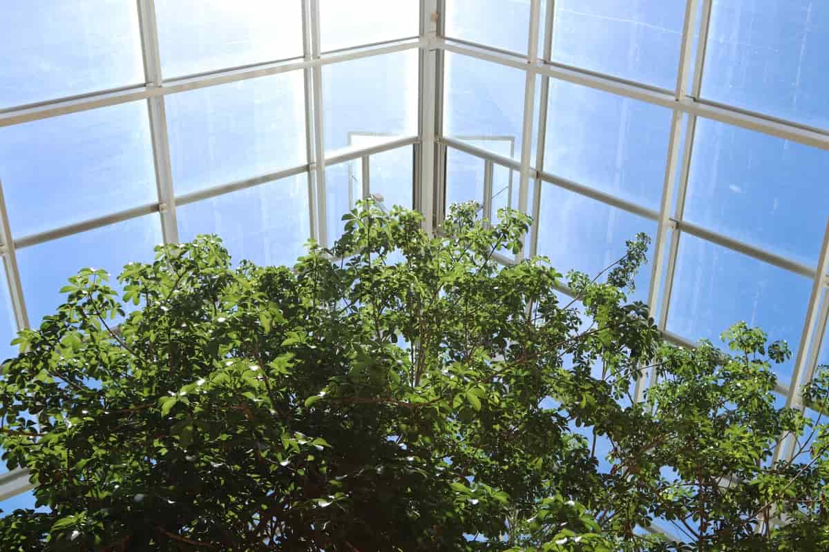 serre panneau solaire transparent photovoltaïque